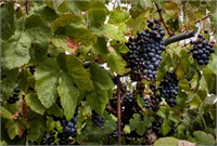 Insularity Aromatic Pairings