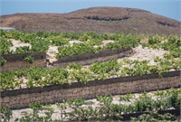 Tenerife, vinos de altura