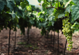  Gran cata internacional de vinos insulares 