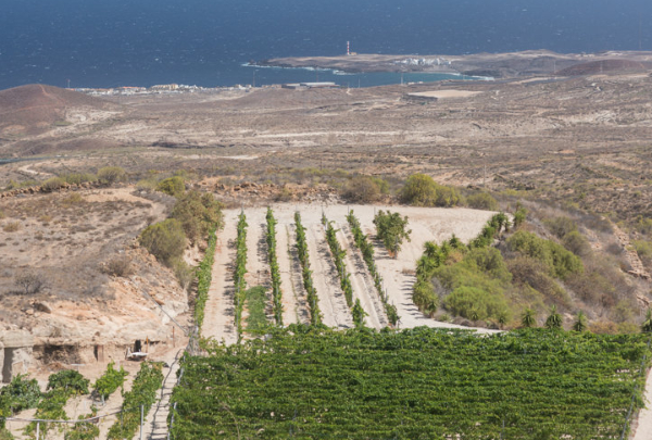 Volcanes y mar. El origen profundo de los vinos de Tenerife