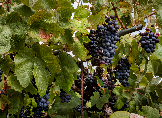 Insularity Aromatic Pairings 