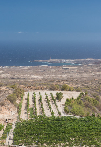 Volcanes y mar. El origen profundo de los vinos de Tenerife 