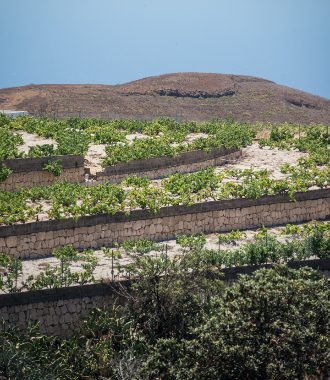  Tenerife, vinos de altura