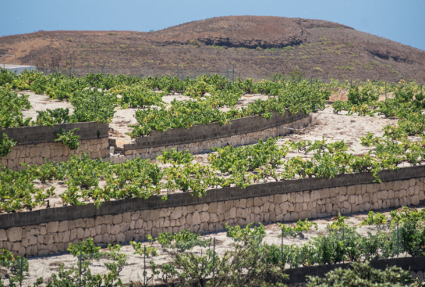 Tenerife, vinos de altura