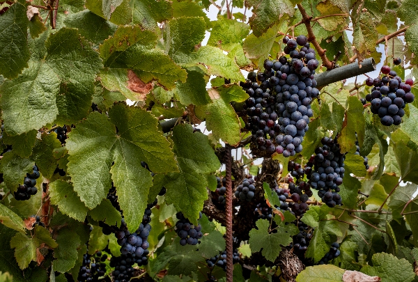 Insularity Aromatic Pairings