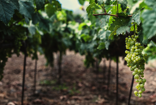 Gran cata internacional de vinos insulares