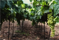 Gran cata internacional de vinos insulares